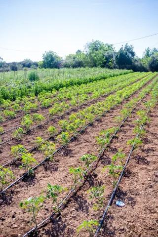 Terreno para cultivo ecológico. Cambrils