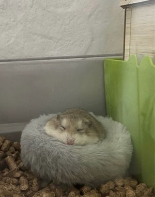 Jaula para hámster y accesorios