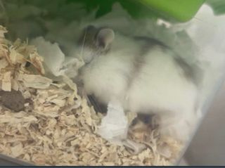 Jaula para hámster y accesorios