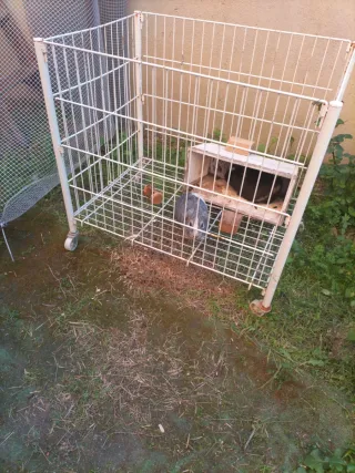 Jaula para cobayas