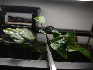Anubias Green Panda