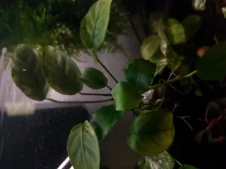 Anubias Green Panda