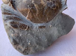 Fósil Eriphia cochii Plioceno 13x13 cm