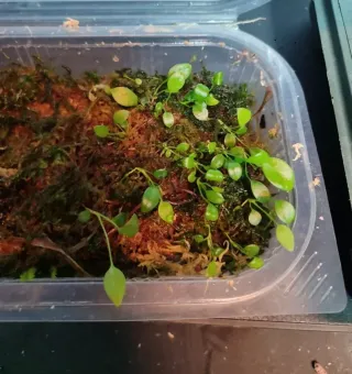 Anthurium Wendlingeri x Sp Morona (sementes)