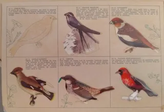 Álbum El fabuloso mundo de los pájaros Panrico