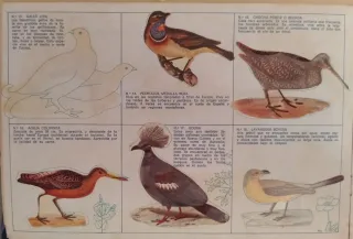 Álbum El fabuloso mundo de los pájaros Panrico