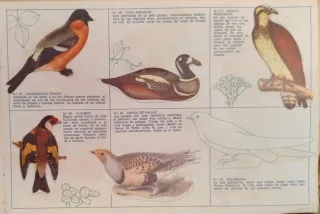 Álbum El fabuloso mundo de los pájaros Panrico