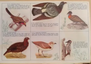 Álbum El fabuloso mundo de los pájaros Panrico