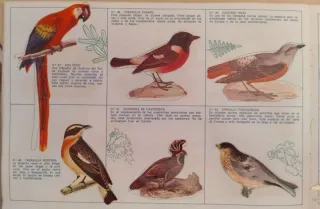 Álbum El fabuloso mundo de los pájaros Panrico