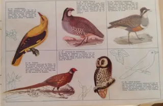 Álbum El fabuloso mundo de los pájaros Panrico