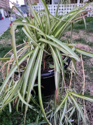 Planta de interior verde y blanca