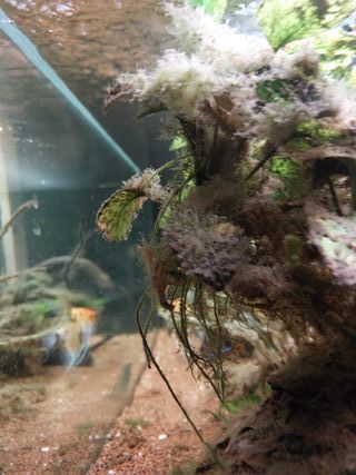 Acuario grande +200L