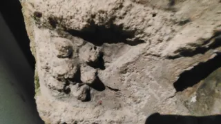 Escudo de piedra antiguo Valencia