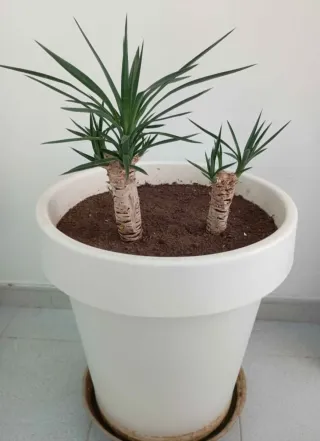 Planta Yuca Elegans en Maceta