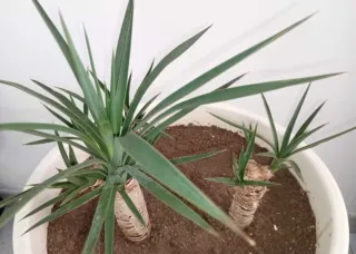 Planta Yuca Elegans en Maceta