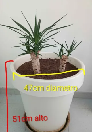 Planta Yuca Elegans en Maceta