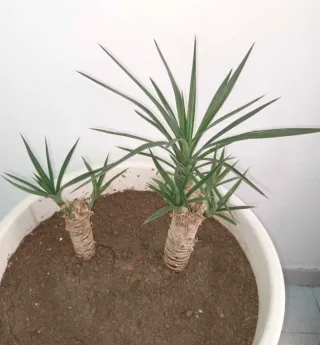 Planta Yuca Elegans en Maceta