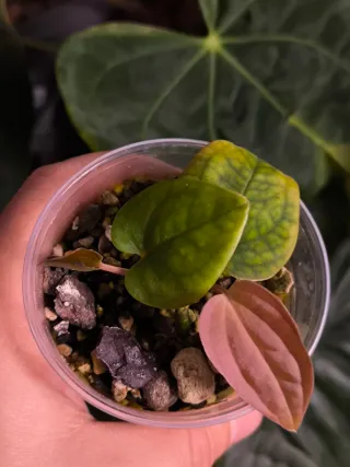 Anthurium BVEP Scott Cohen x Tezula clone