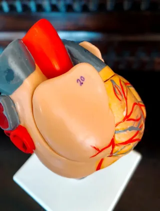 Modello anatomico cuore umano