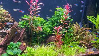 Sagitaria Subulata - Planta acuario