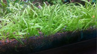 Sagitaria Subulata - Planta acuario
