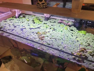 Salvinia minima - Sana y libre de caracoles