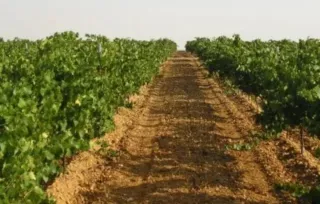 Finca 122 hectáreas con tractor y remolques