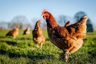 Busco persona de mantenimiento Valverde Elche