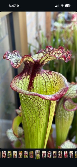 Sarracenia Leah Wilkerson Pianta Carnivora