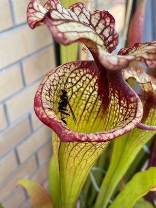 Sarracenia Leah Wilkerson Pianta Carnivora