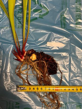 Sarracenia Leah Wilkerson Pianta Carnivora