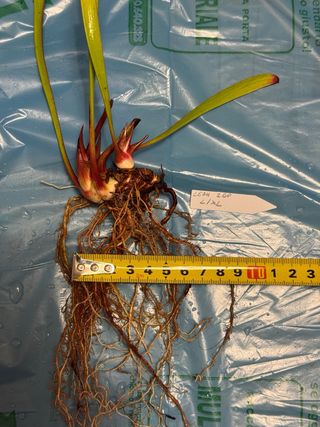 Sarracenia Leah Wilkerson Pianta Carnivora