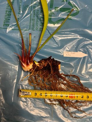 Sarracenia Leah Wilkerson Pianta Carnivora