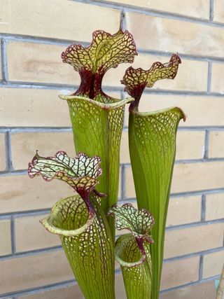 Sarracenia Leah Wilkerson Pianta Carnivora