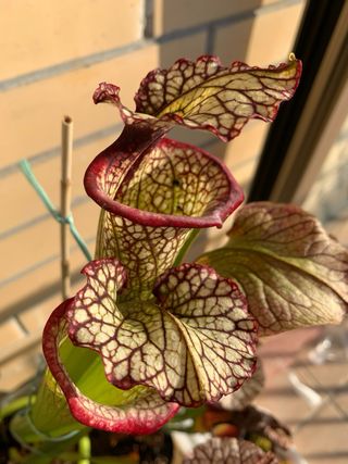 Sarracenia Leah Wilkerson Pianta Carnivora