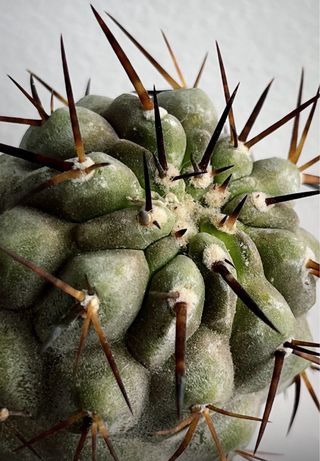 Copiapoa columna alba