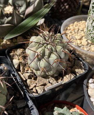 Copiapoa columna alba