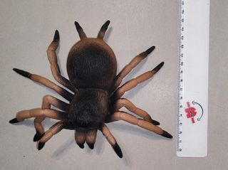 Ragno Spider Lycosa Narbonensis Action Figure