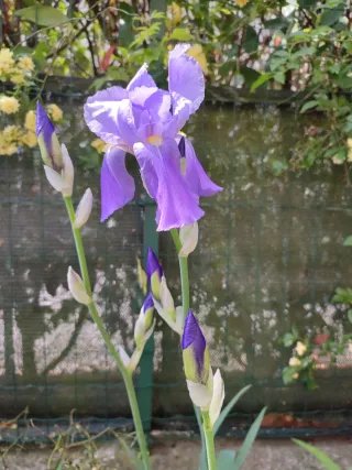 Vendo 3 ( 1,00 euro l' uno) rizomi Iris Pallida