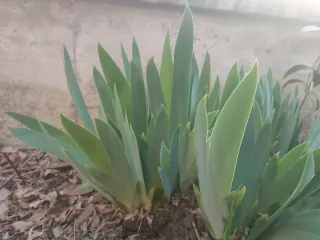 Vendo 3 ( 1,00 euro l' uno) rizomi Iris Pallida