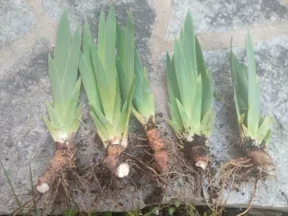 Vendo 3 ( 1,00 euro l' uno) rizomi Iris Pallida