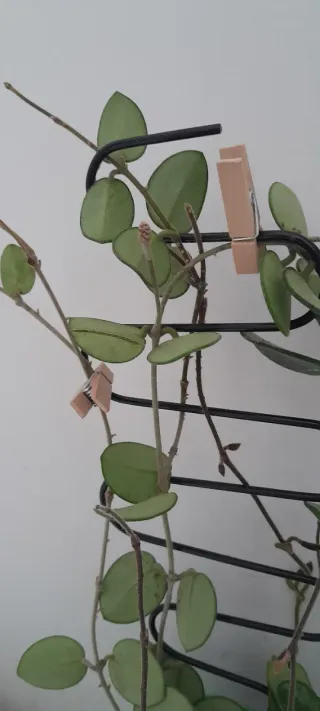 Hoya Mathilde con peduncoli e boccioli