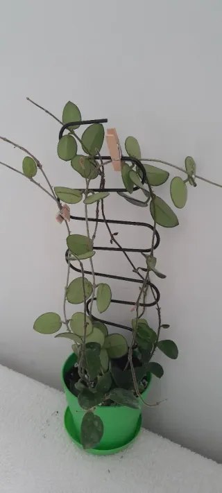 Hoya Mathilde con peduncoli e boccioli