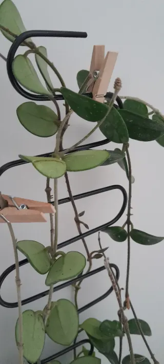 Hoya Mathilde con peduncoli e boccioli