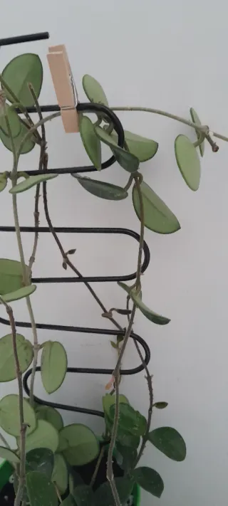 Hoya Mathilde con peduncoli e boccioli