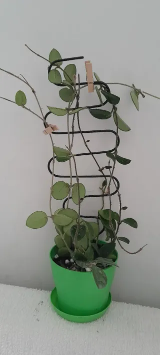 Hoya Mathilde con peduncoli e boccioli