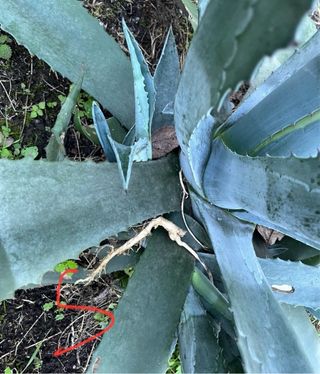 Pianta di Agave