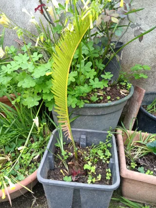 Pianta Cycas