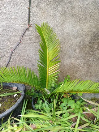Pianta Cycas