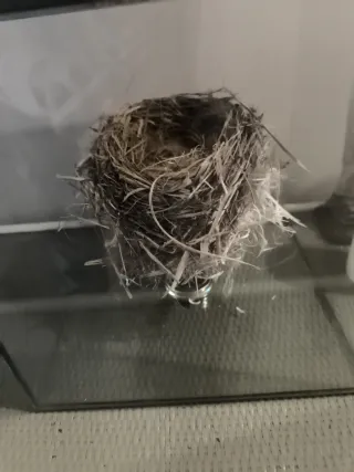 Nido natural en urna de cristal